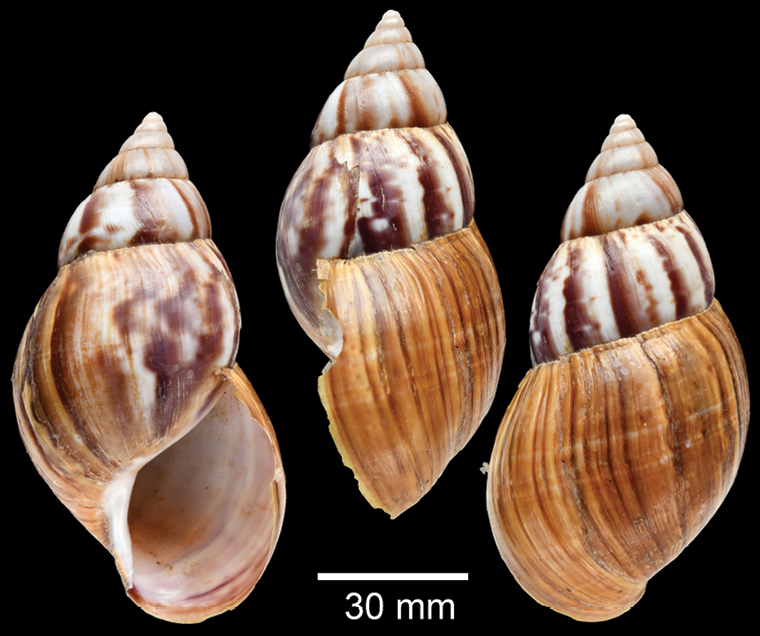 Große Achatschnecke (Lissachatina fulica), typisches Aussehen der Art