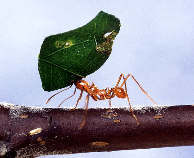 Große Blattschneiderameise (Atta cephalotes), typisches Aussehen der Art