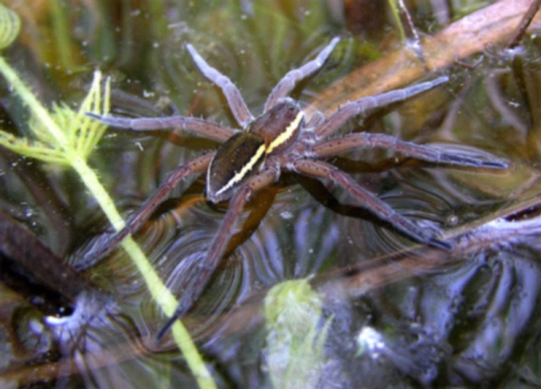 Große Jagdspinne (Dolomedes plantarius), typisches Aussehen der Art