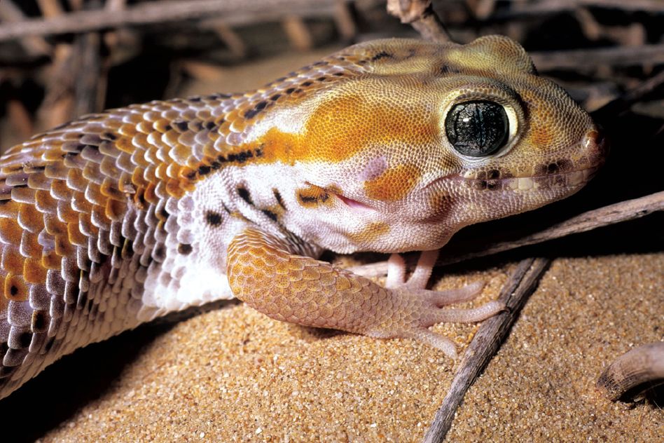 Großer Wundergecko (Teratoscincus keyserlingii), typisches Aussehen der Art