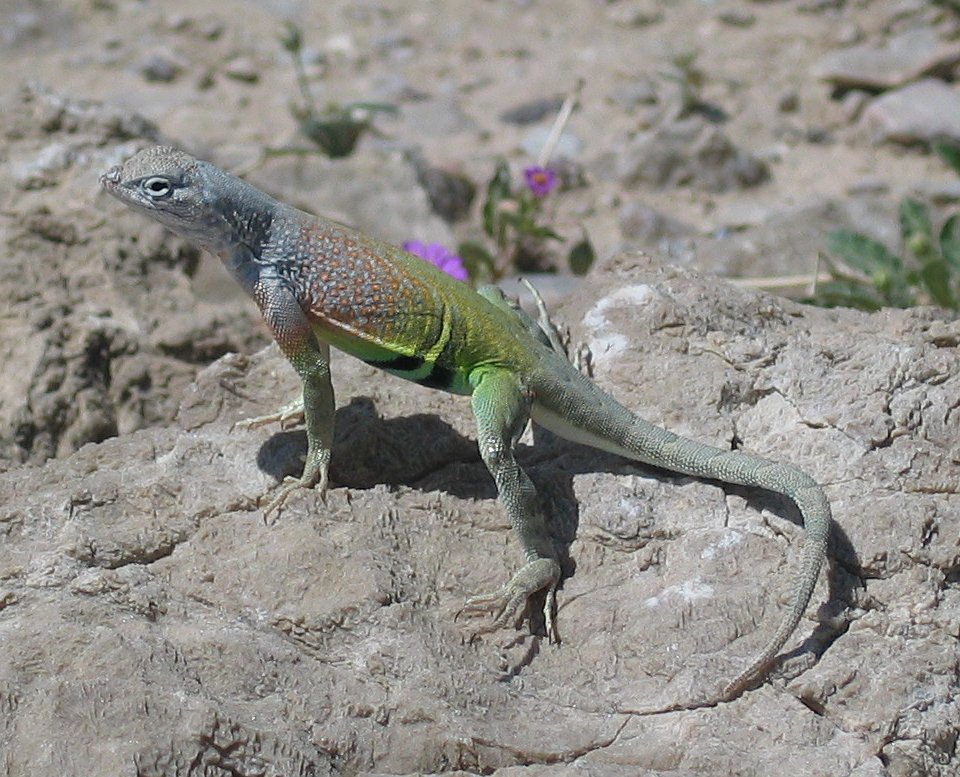 Größerer Erdleguan (Cophosaurus texanus), typisches Aussehen der Art