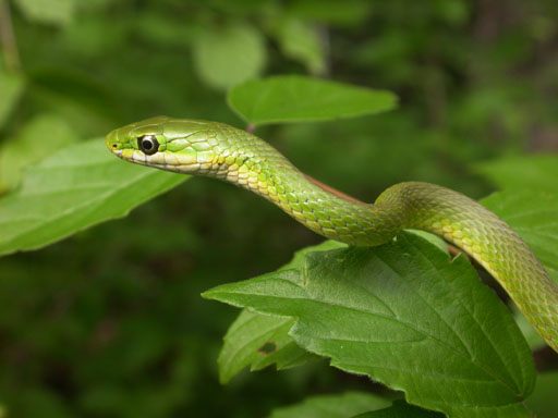 Grüne Natter (Opheodrys aestivus), typisches Aussehen der Art