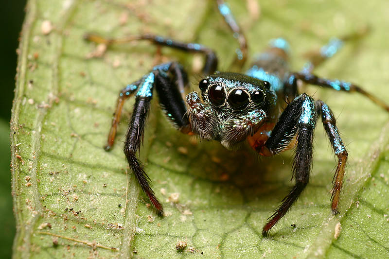 Grüne Springspinne (Thiania bhamoensis), typisches Aussehen der Art