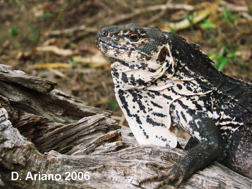 Guatemala-Schwarzleguan (Ctenosaura palearis), typisches Aussehen der Art