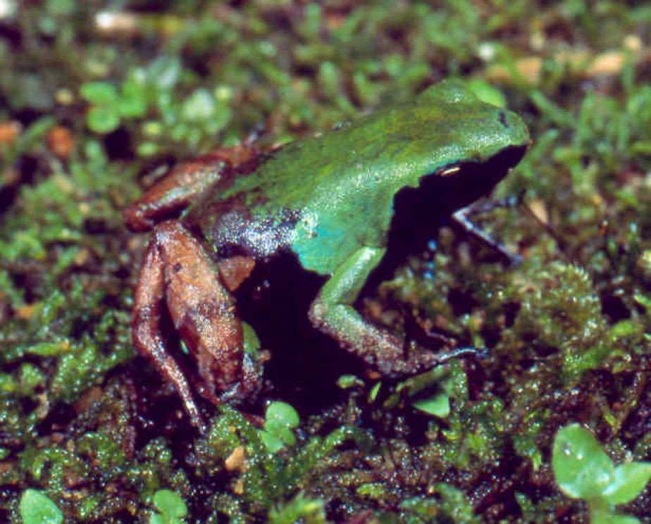 Guibés Mantella (Mantella nigricans), typisches Aussehen der Art