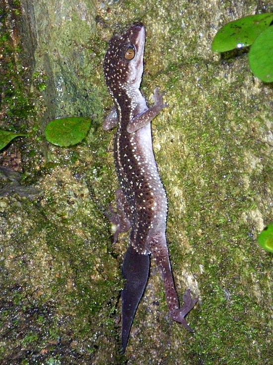 Helmgecko – Kuroiwae (Goniurosaurus kuroiwae), typisches Aussehen der Art