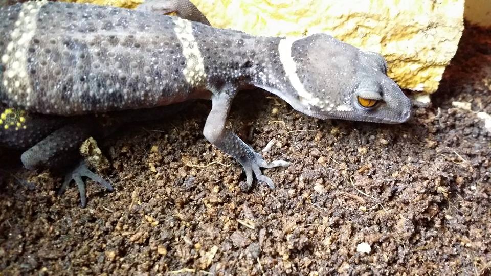Helmgecko – Lichtenfelderi (Goniurosaurus lichtenfelderi), typisches Aussehen der Art