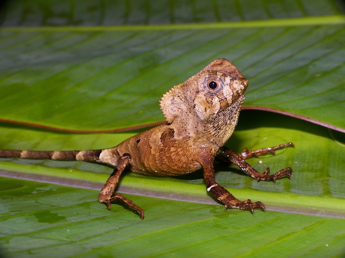 Helmleguan (Corytophanes cristatus), typisches Aussehen der Art