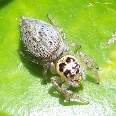 Hesperus-Springspinne (Colonus hesperus), typisches Aussehen der Art