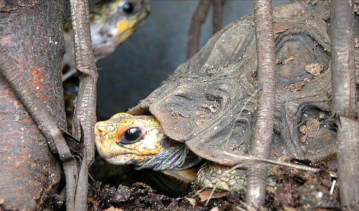 Homes Scharnierschildkröte (Kinixys homeana), typisches Aussehen der Art