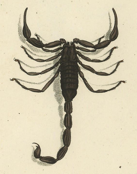 Hottentotta-Skorpion (Hottentotta hottentotta), typisches Aussehen der Art