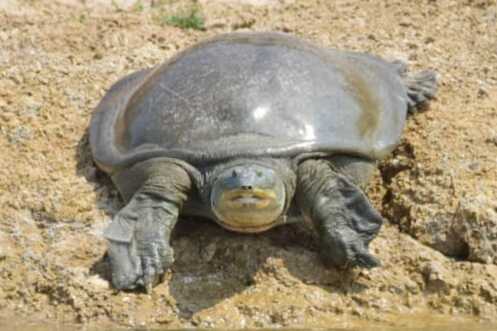 Indische Pfauenweichschildkröte (Nilssonia gangetica), typisches Aussehen der Art