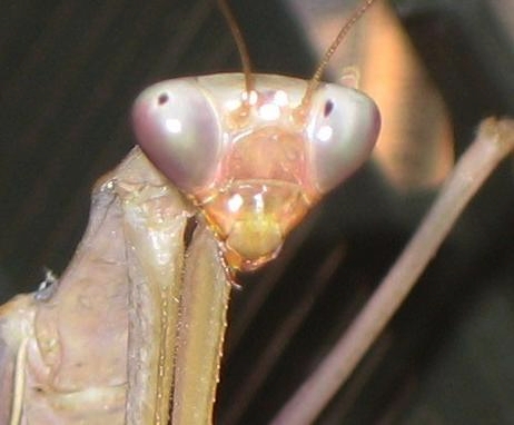 Indische Riesenmantis (Hierodula membranacea), typisches Aussehen der Art