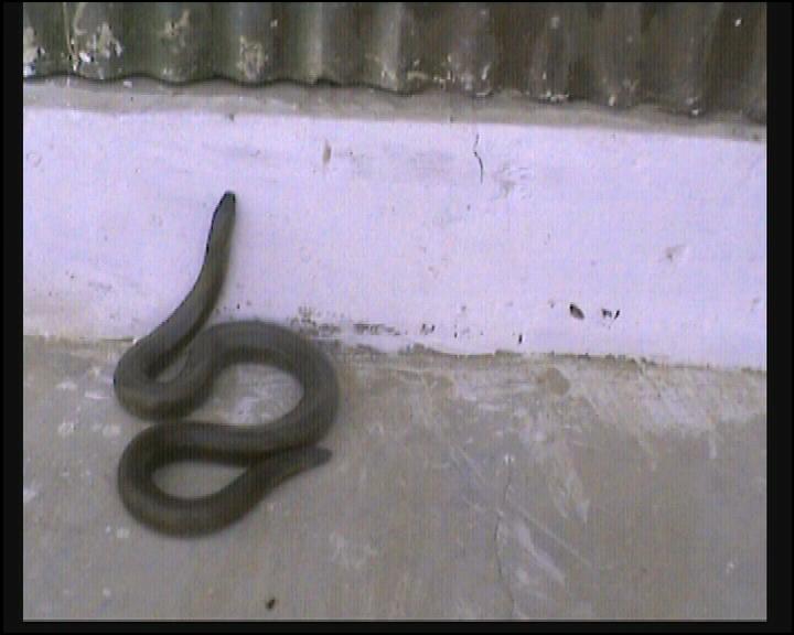 Indische Sandboa (Eryx johnii), typisches Aussehen der Art