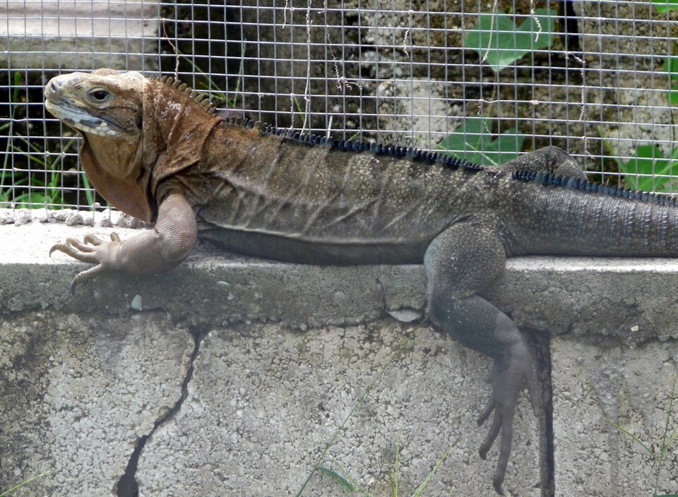 Jamaika-Leguan (Cyclura collei), typisches Aussehen der Art
