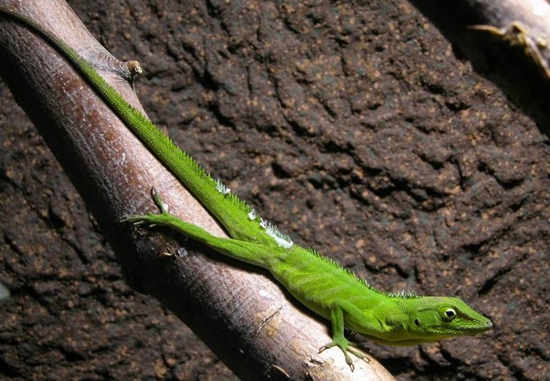 Jamaika-Riesenanolis (Anolis garmani), typisches Aussehen der Art