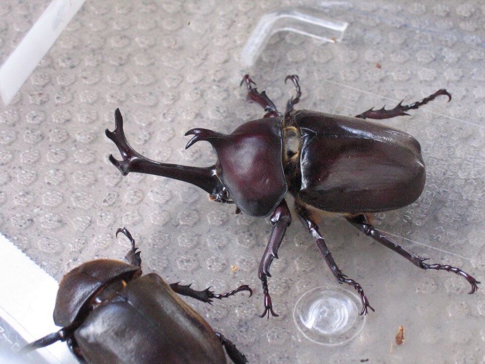 Japanischer Nashornkäfer (Trypoxylus dichotomus), typisches Aussehen der Art