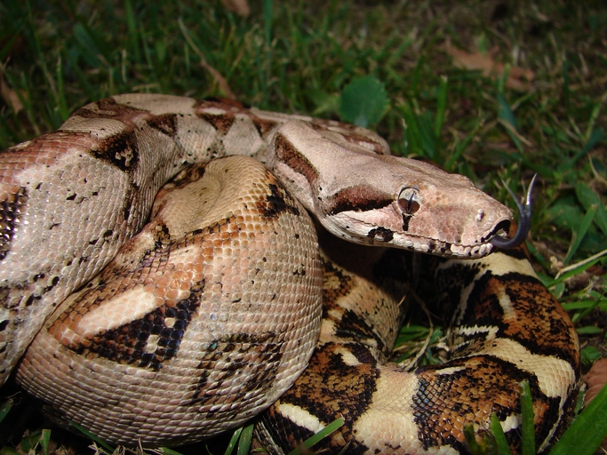 Kaiserboa (Boa constrictor imperator), typisches Aussehen der Art