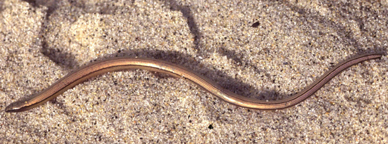 Kalifornische Beinlose Echse (Anniella pulchra), typisches Aussehen der Art