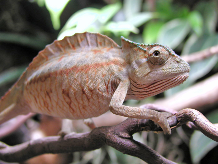 Kammchamäleon (Trioceros cristatus), typisches Aussehen der Art