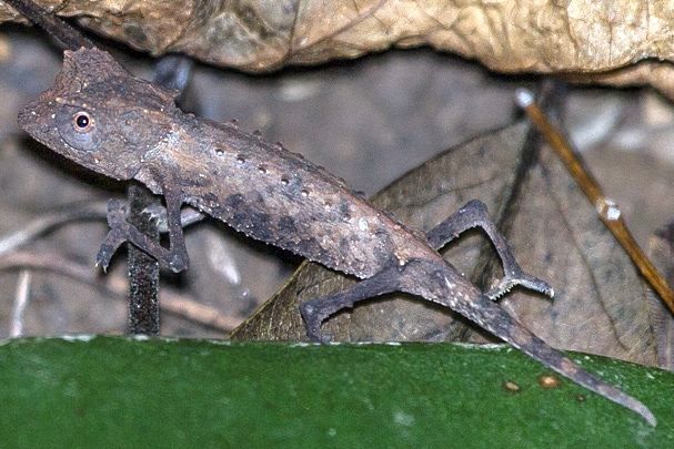 Kleines Blattchamäleon (Brookesia minima), typisches Aussehen der Art