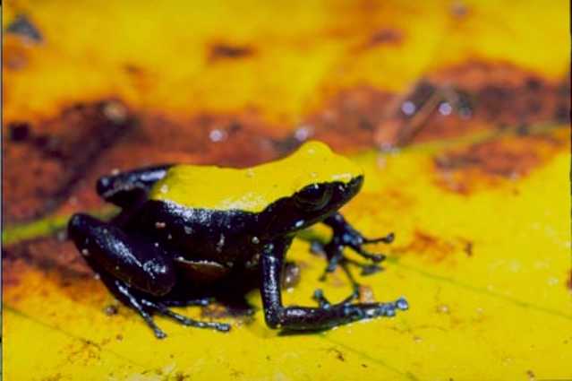 Kletter-Mantella (Mantella laevigata), typisches Aussehen der Art