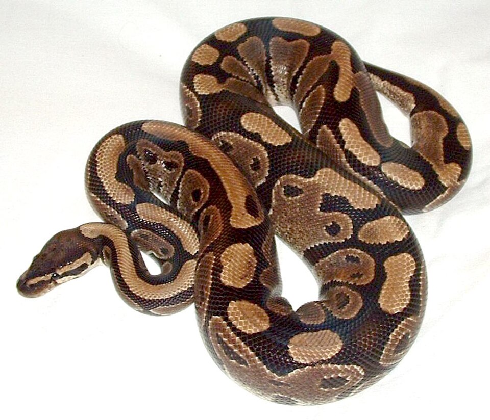 Königspython (Python regius), typisches Aussehen der Art