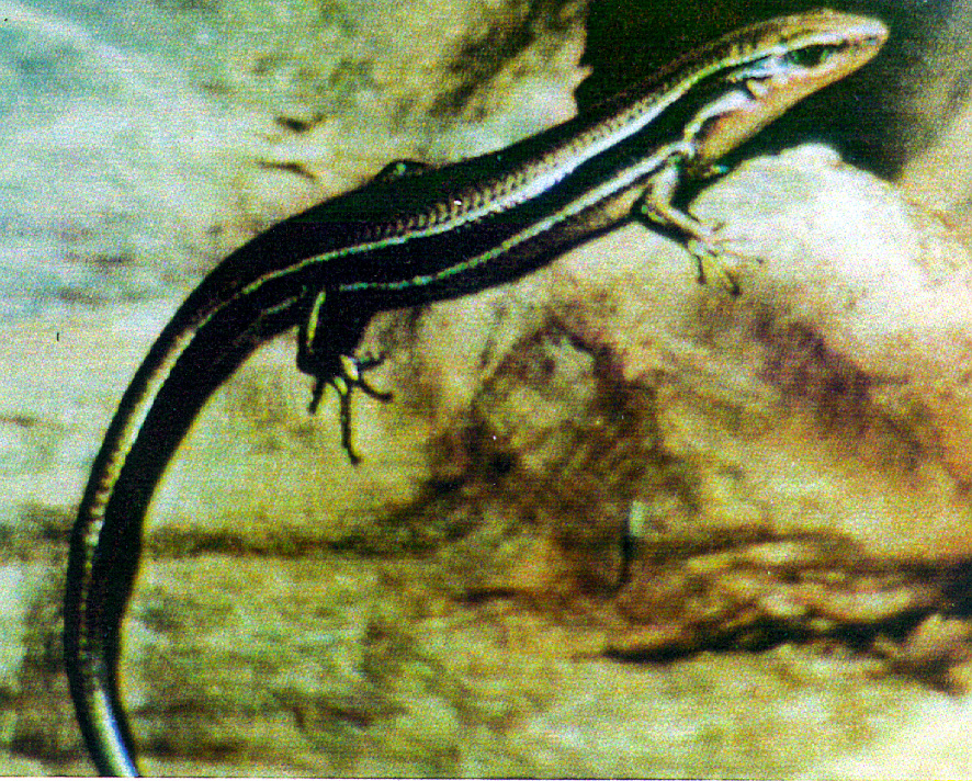 Kohlenskink (Plestiodon anthracinus), typisches Aussehen der Art