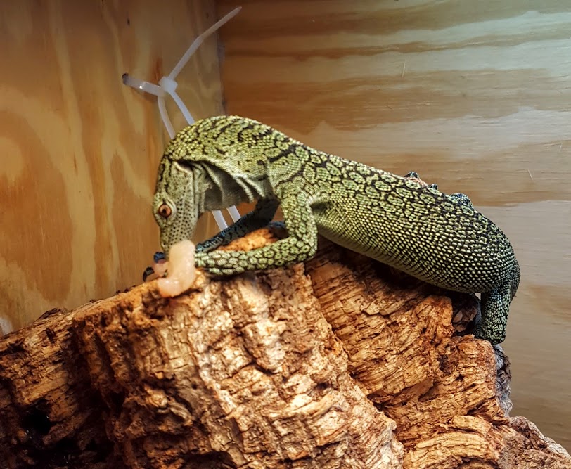 Kordos-Baumwaran (Varanus kordensis), typisches Aussehen der Art