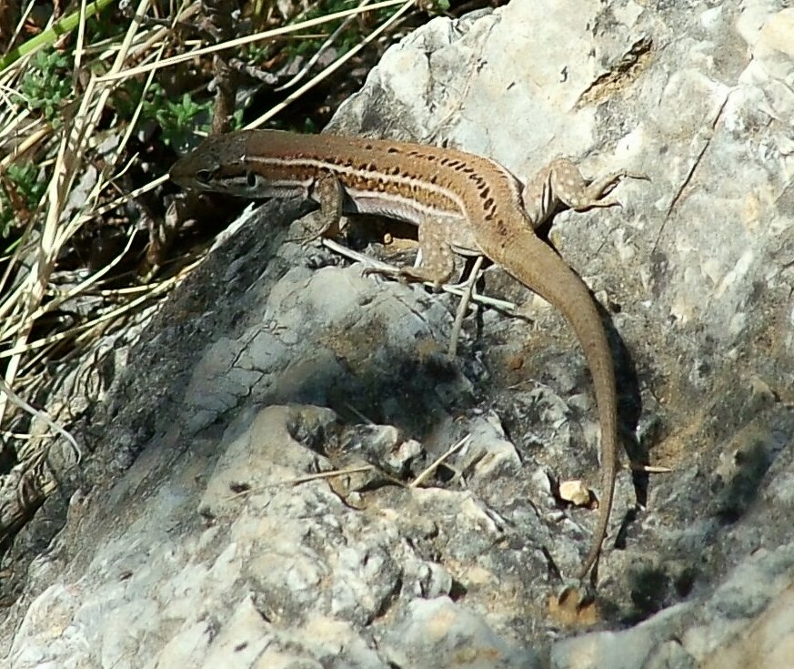 Kroatische Mauereidechse (Podarcis melisellensis), typisches Aussehen der Art