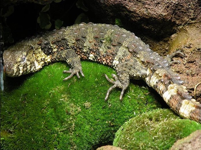 Krokodilschwanzechse (Shinisaurus crocodilurus), typisches Aussehen der Art