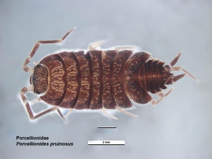 Kubanische Assel (Porcellionides pruinosus), typisches Aussehen der Art