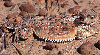 Küsten-Krötenechse (Phrynosoma coronatum), typisches Aussehen der Art