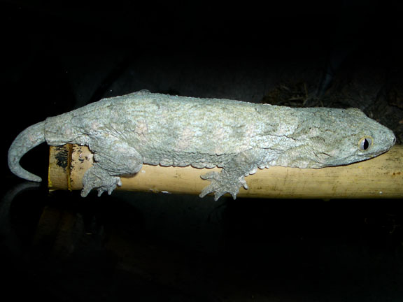 Leachianus (Rhacodactylus leachianus), typisches Aussehen der Art
