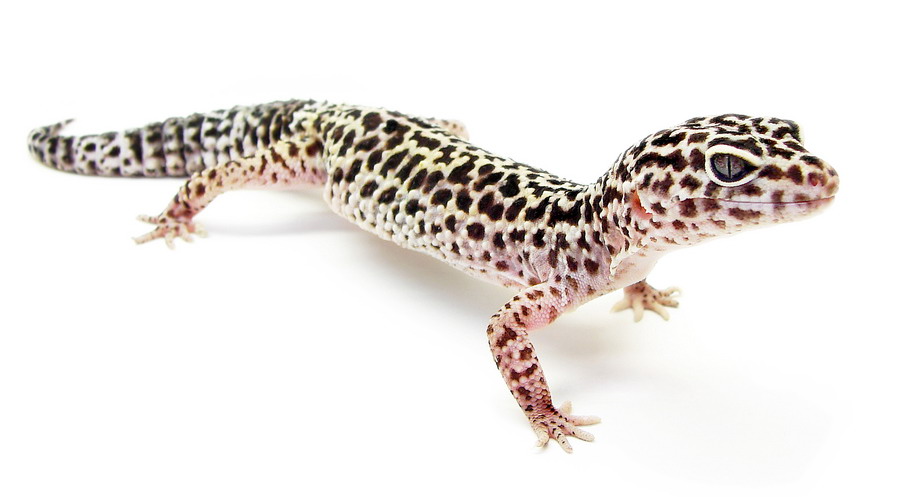 Art der Woche: Leopardgecko · von Reptoria