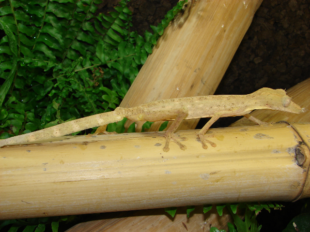 Lineatus Blattschwanzgecko (Uroplatus lineatus), typisches Aussehen der Art