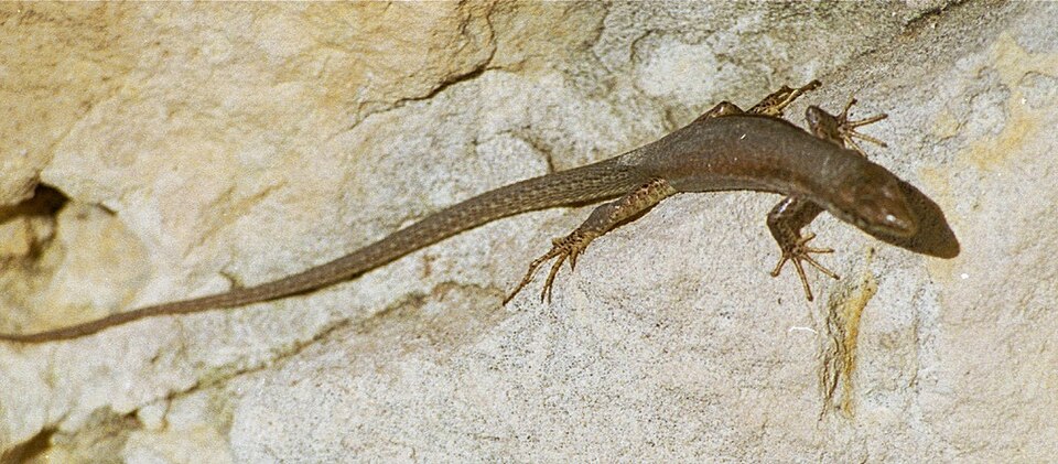 Maltesische Mauereidechse (Podarcis filfolensis), typisches Aussehen der Art