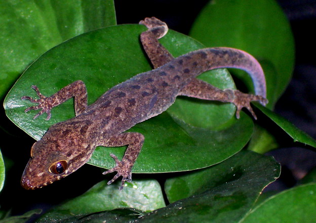 Marmor-Bogenfingergecko (Cyrtodactylus marmoratus), typisches Aussehen der Art