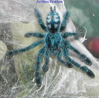 Martinique-Baumvogelspinne (Caribena versicolor), typisches Aussehen der Art