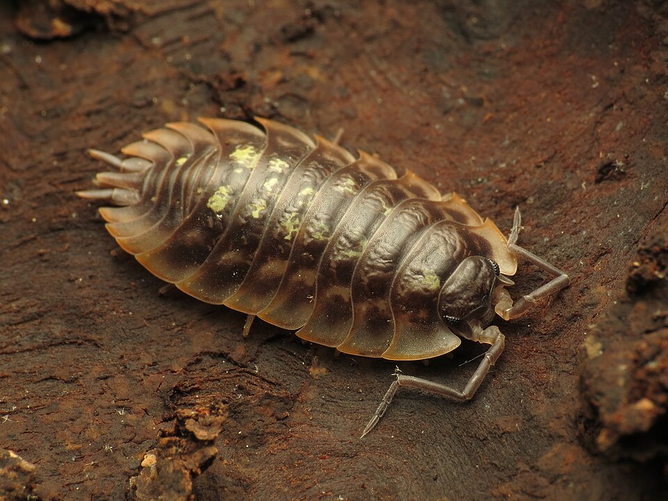 Mauerassel (Oniscus asellus), typisches Aussehen der Art