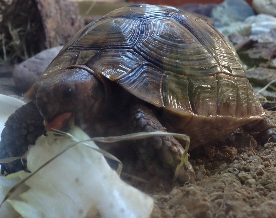 Maurische Landschildkröte – Marokkanisch (Testudo graeca marokkensis), typisches Aussehen der Art