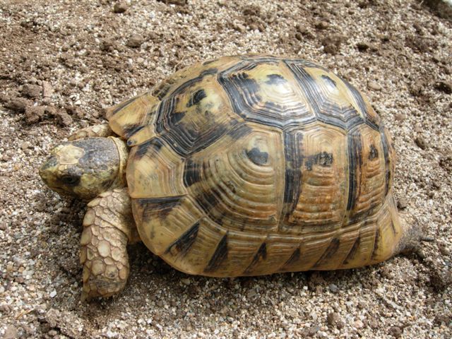 Maurische Landschildkröte (Testudo graeca), typisches Aussehen der Art