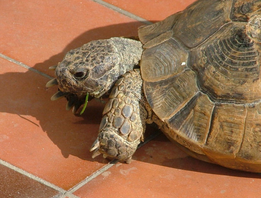 Maurische Landschildkröte – Türkisch (Testudo graeca ibera), typisches Aussehen der Art