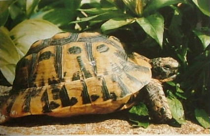 Maurische Landschildkröte – Tunesisch (Testudo graeca nabeulensis), typisches Aussehen der Art