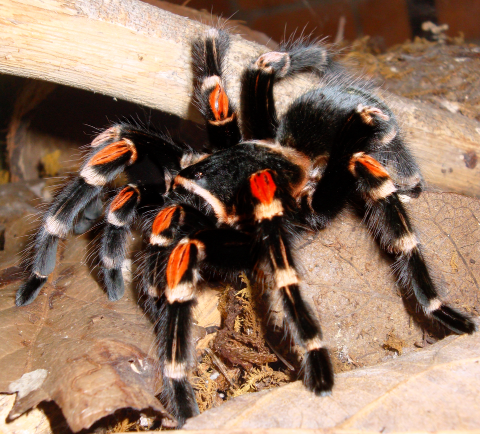 Mexikanische Flammenknie-Vogelspinne (Brachypelma auratum), typisches Aussehen der Art