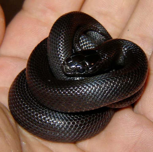 Mexikanische Schwarze Königsnatter (Lampropeltis getula nigrita), typisches Aussehen der Art