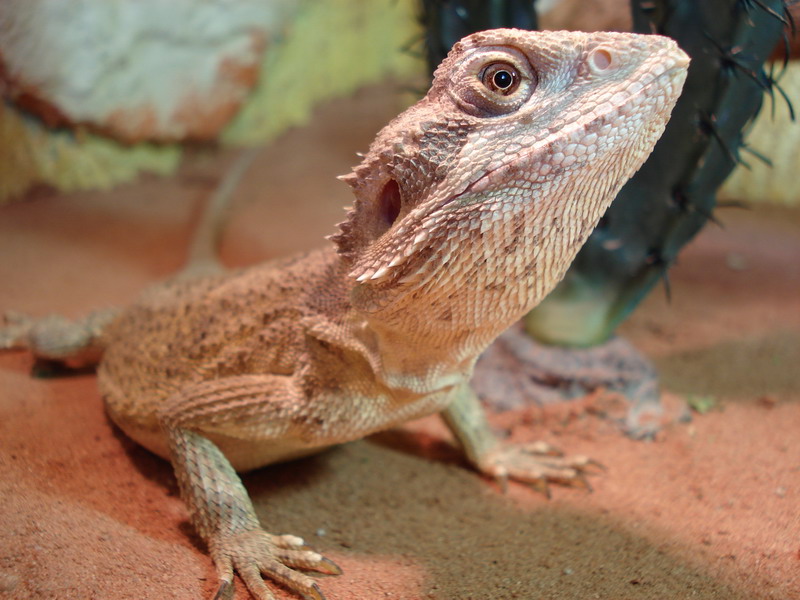 Mitchells Bartagame (Pogona mitchelli), typisches Aussehen der Art