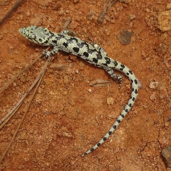 Mixteca-Baumschleiche (Abronia mixteca), typisches Aussehen der Art