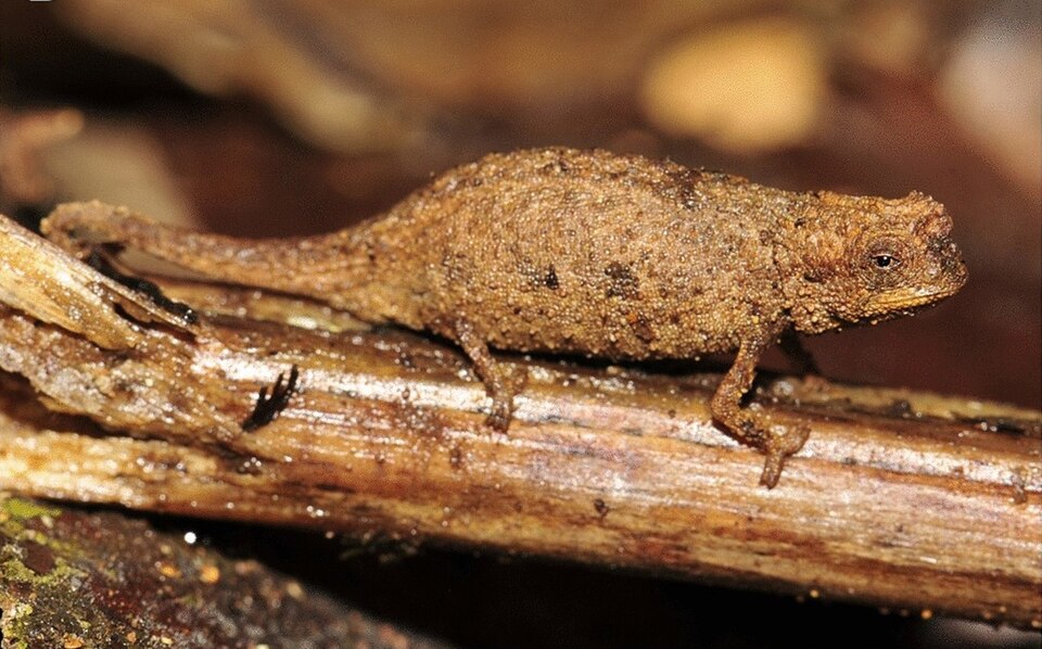 Nano-Chamäleon (Brookesia nana), typisches Aussehen der Art