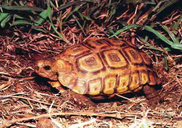 Natal Scharnierschildkröte (Kinixys natalensis), typisches Aussehen der Art